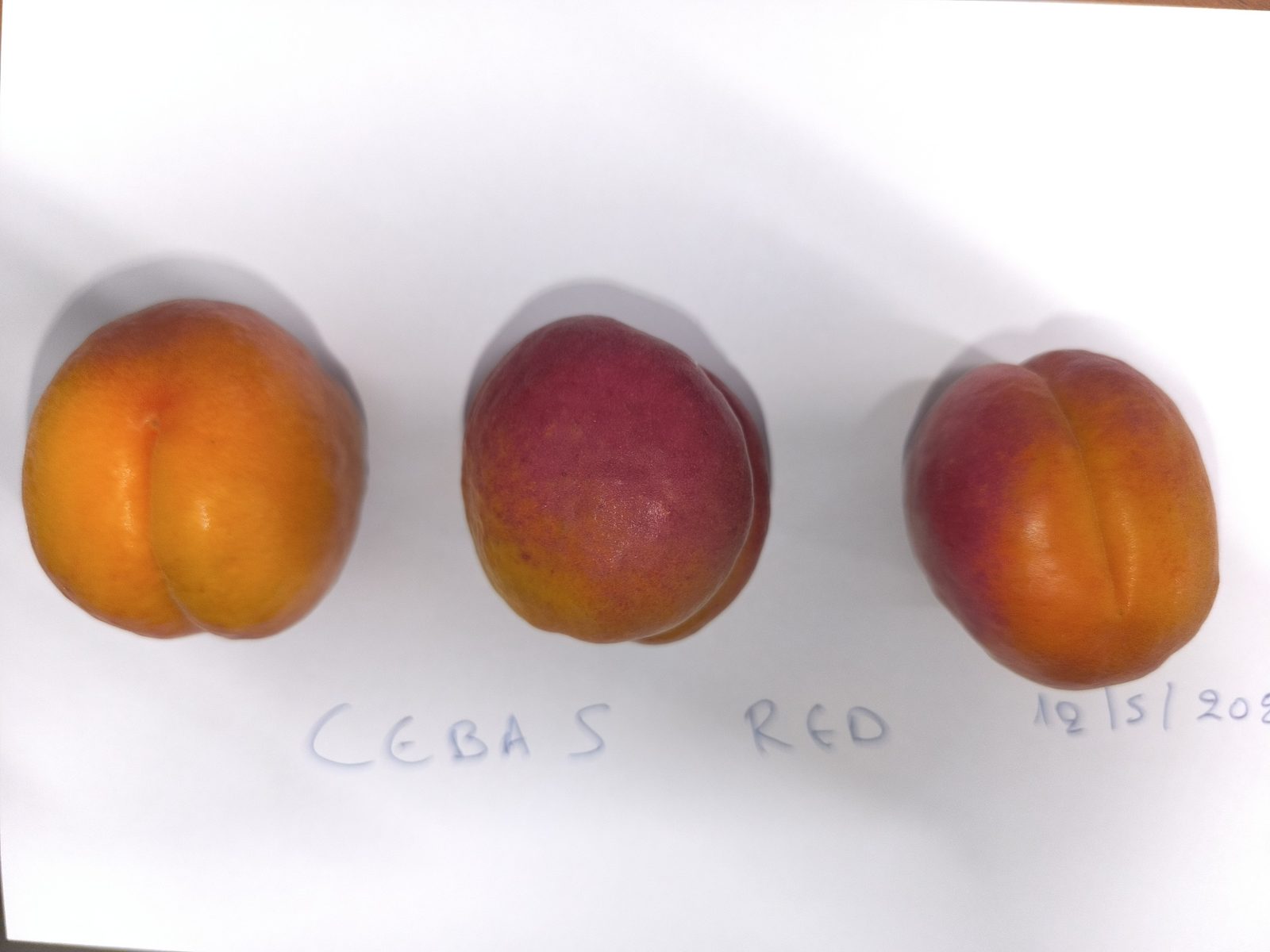 Καρποί Cebas Red