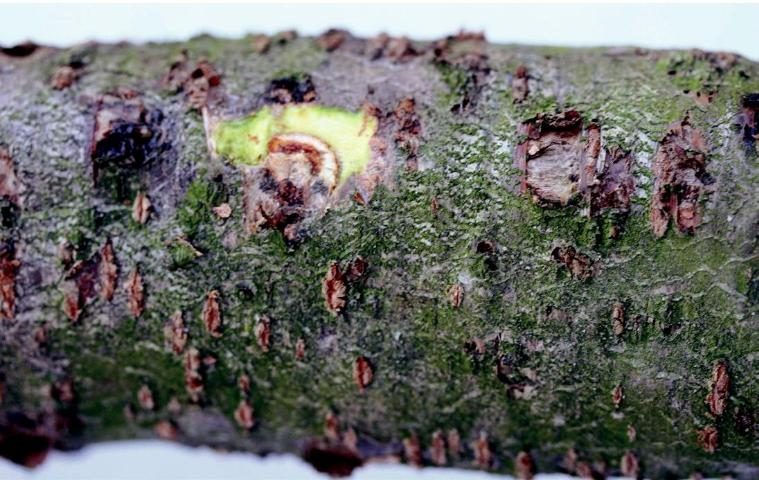 Κομμίωση της ροδακινιάς, Peach fungal gummosis