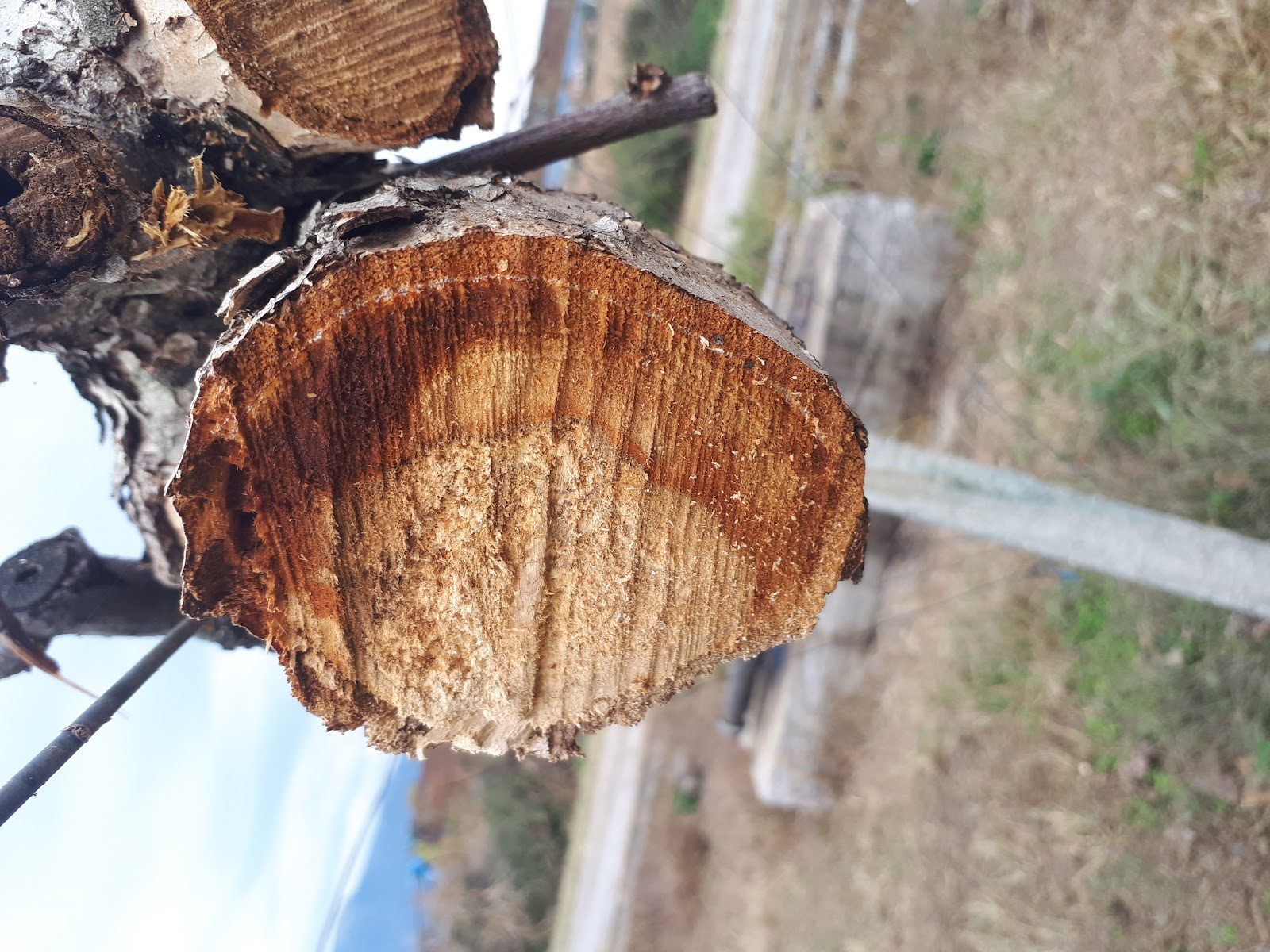 Healthy kiwifruit plant seven years after planting in the place of an infected one