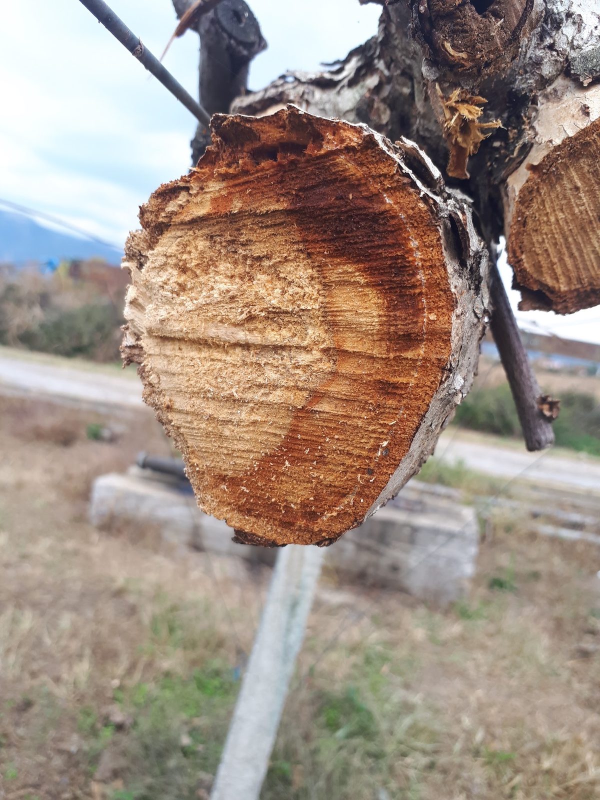 Τομή κορμού ακτινιδιάς όπου η αλλοίωση φτάνει ως τον φλοιό