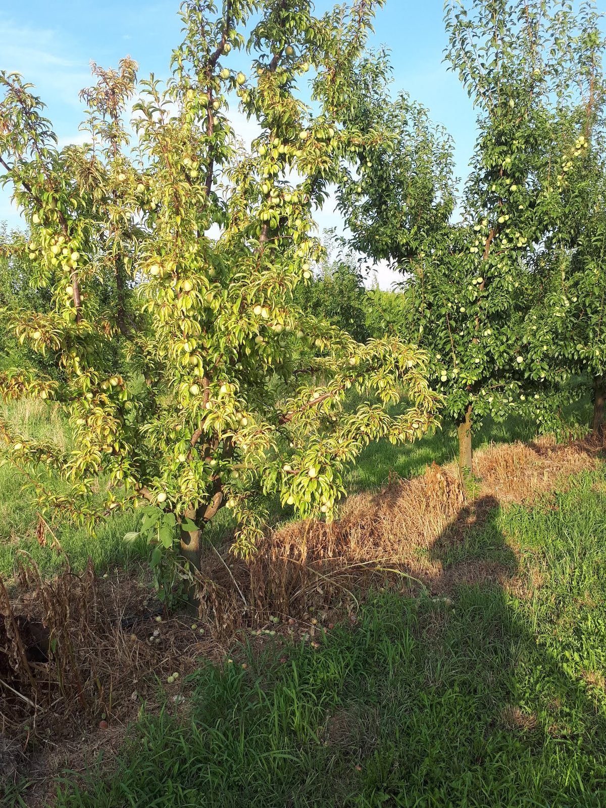 Ίκτερος των Πυρηνόκαπρων, European Stone Fruit Yellowleaf Phytoplasma