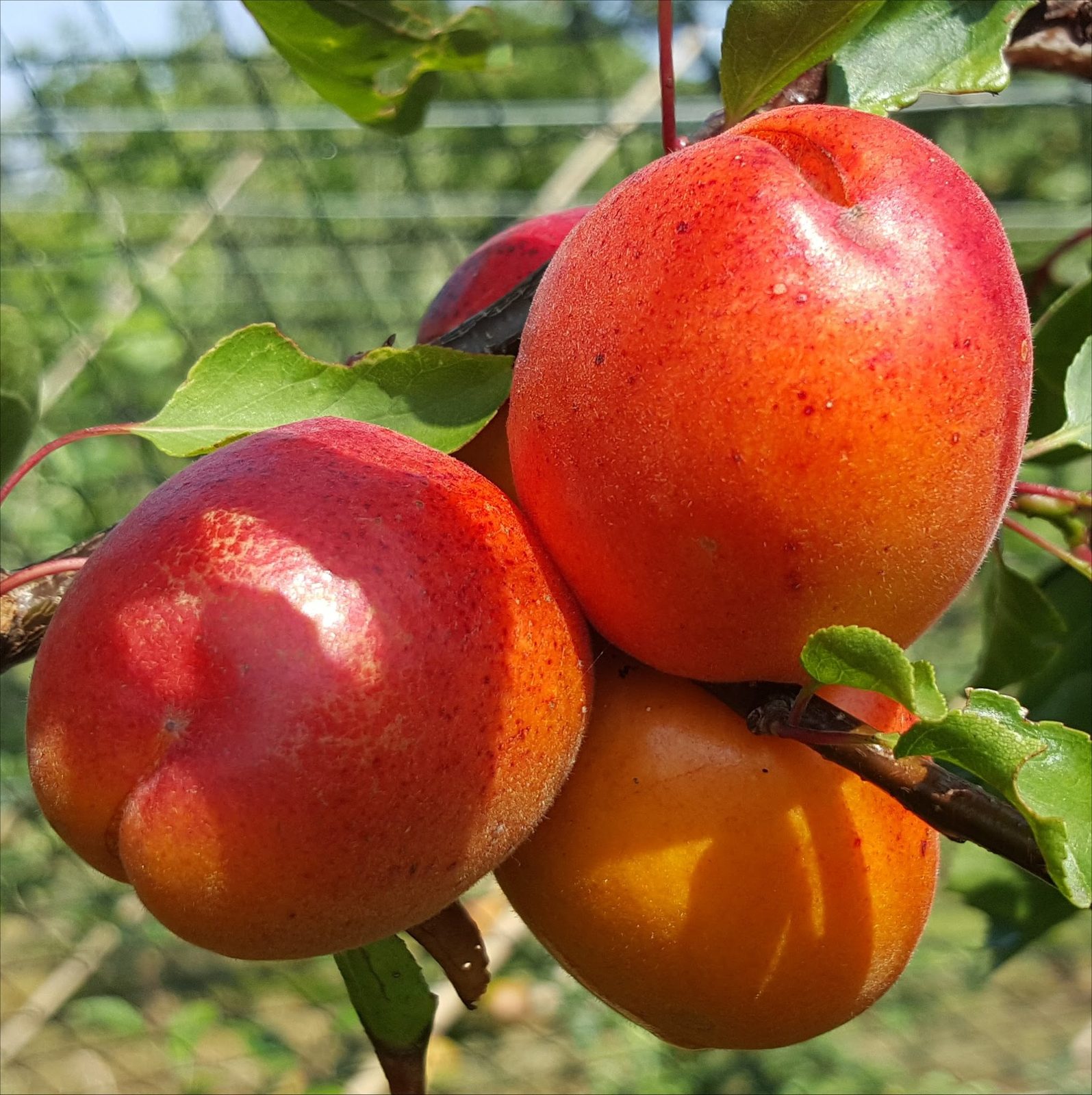 Ποικιλία βερικοκιάς Spring Blush