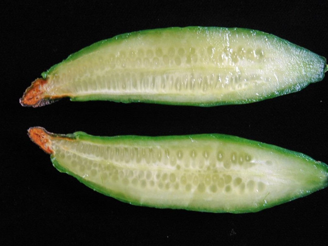 Άκρα καρπών αγγουριού κατεστραμμένα από Stagonosporopsis cucurbitacearum