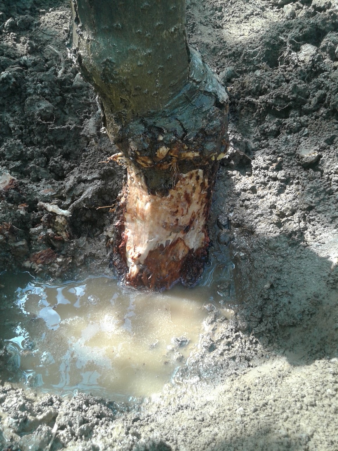 Crown rot of kiwifruit with the bark removed, standing in water