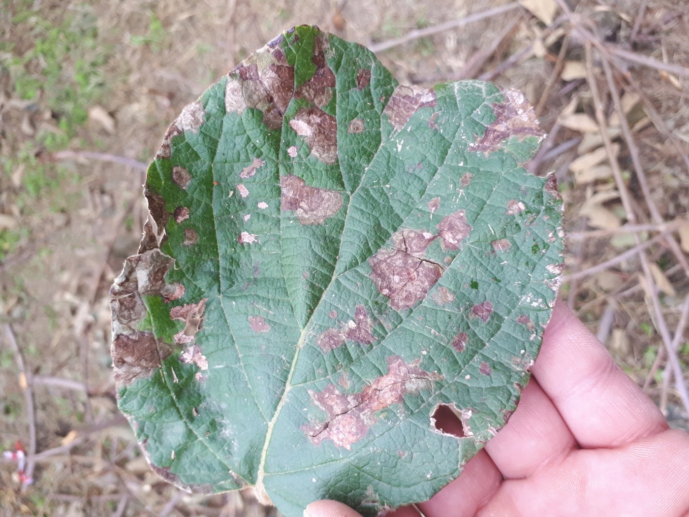 A kiwifruit leaf with large asymmetric necrotic patches caused by esca