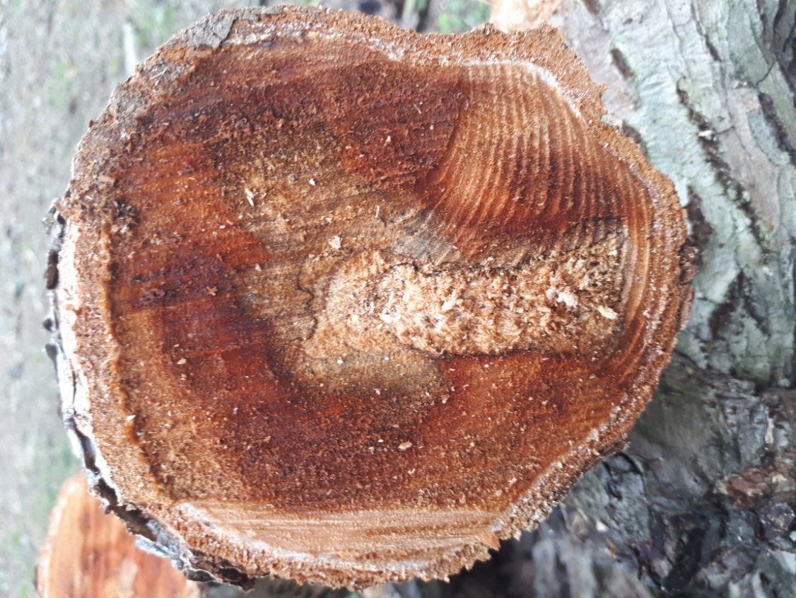 Advanced white rot of the wood in kiwifruit