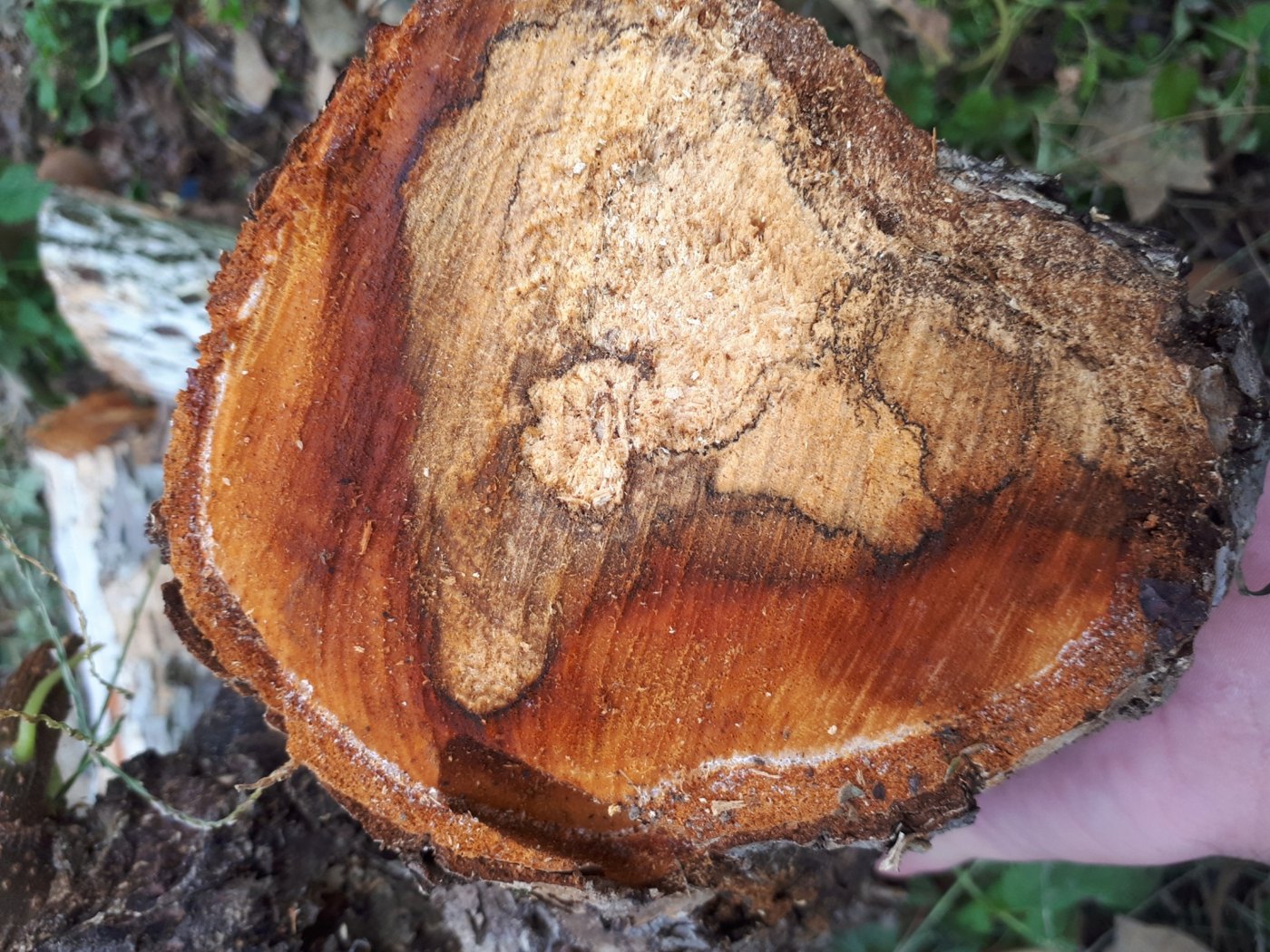 A cross-section of a kiwifruit trunk showing white rot and dark demarcation lines