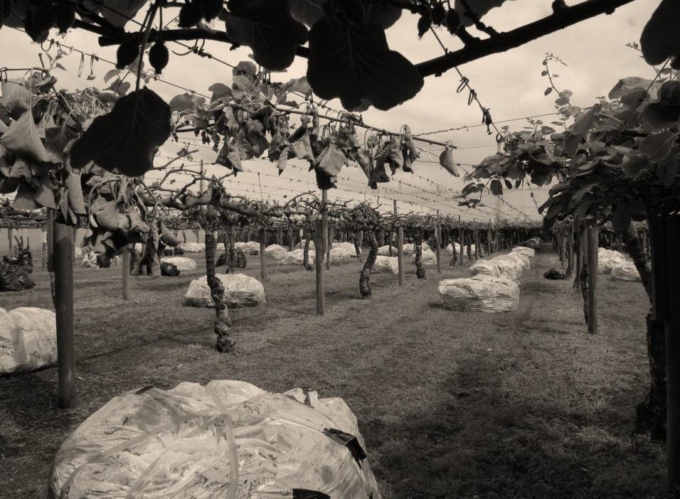 A kiwifruit orchard after grubbing out and destroying infected plants