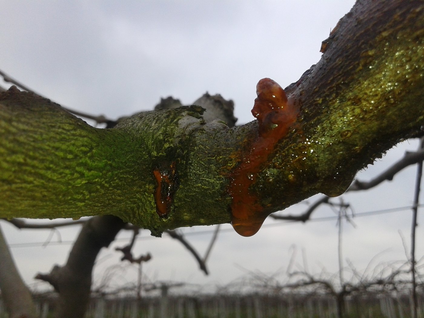 A viscous reddish droplet exuding from a canker on a kiwifruit scaffold limb