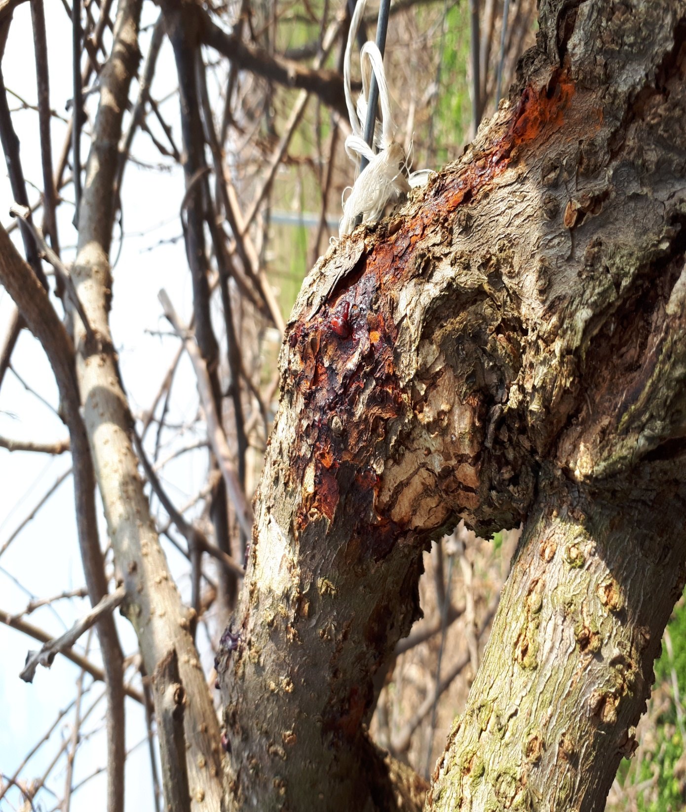 A canker on a kiwifruit trunk with splitting and exudates, in March