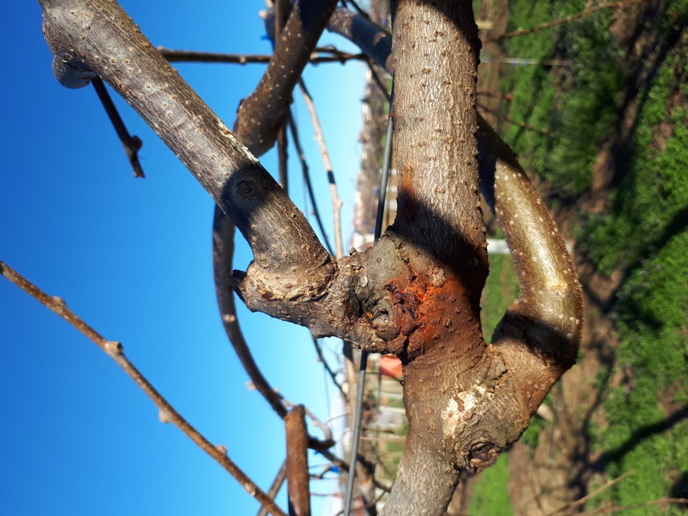 An opened canker on a kiwifruit scaffold limb