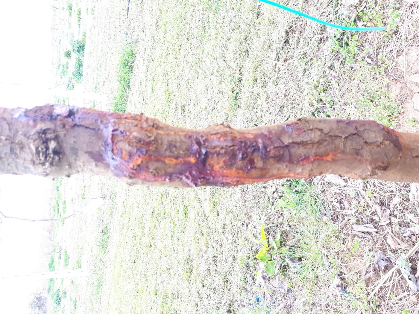 An active canker with wet exudate on a kiwifruit trunk