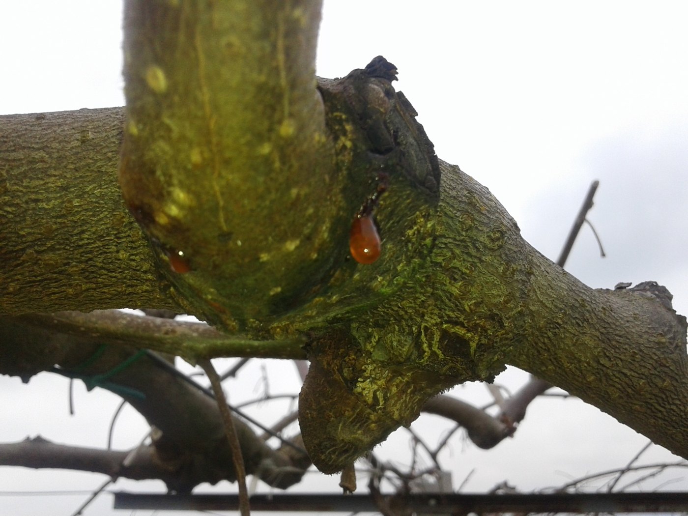 A red exudate droplet on a kiwifruit scaffold limb