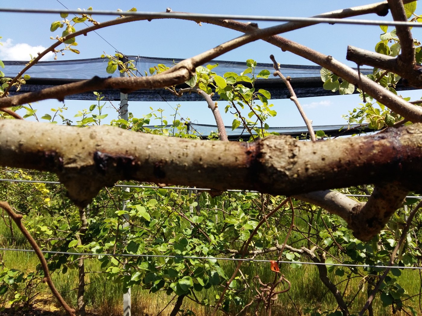 Shoot dieback on an infected kiwifruit scaffold limb in late spring