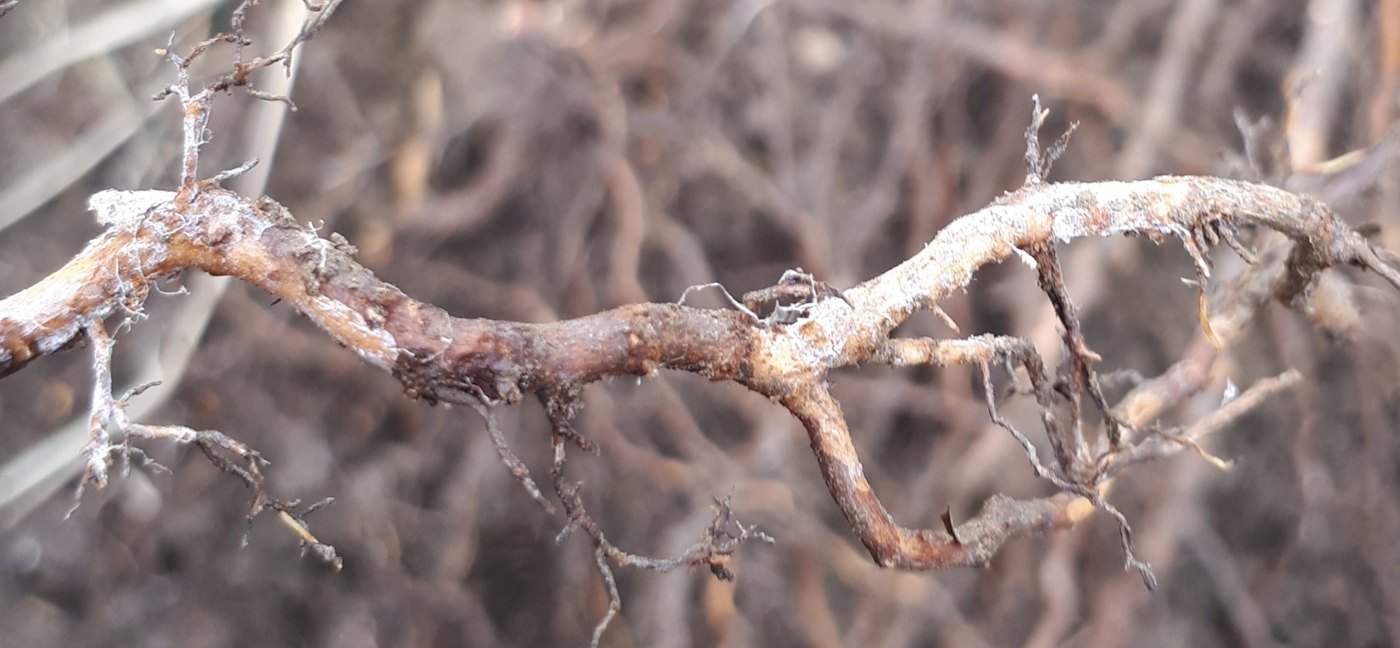A kiwifruit root with white mycelial strands under the bark