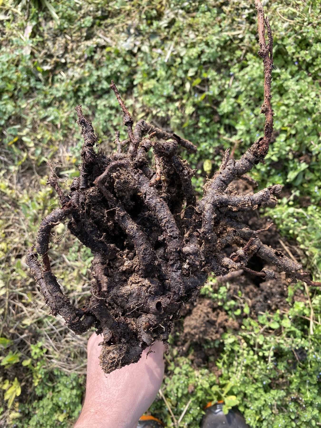 An infected kiwifruit root system with extensive root destruction
