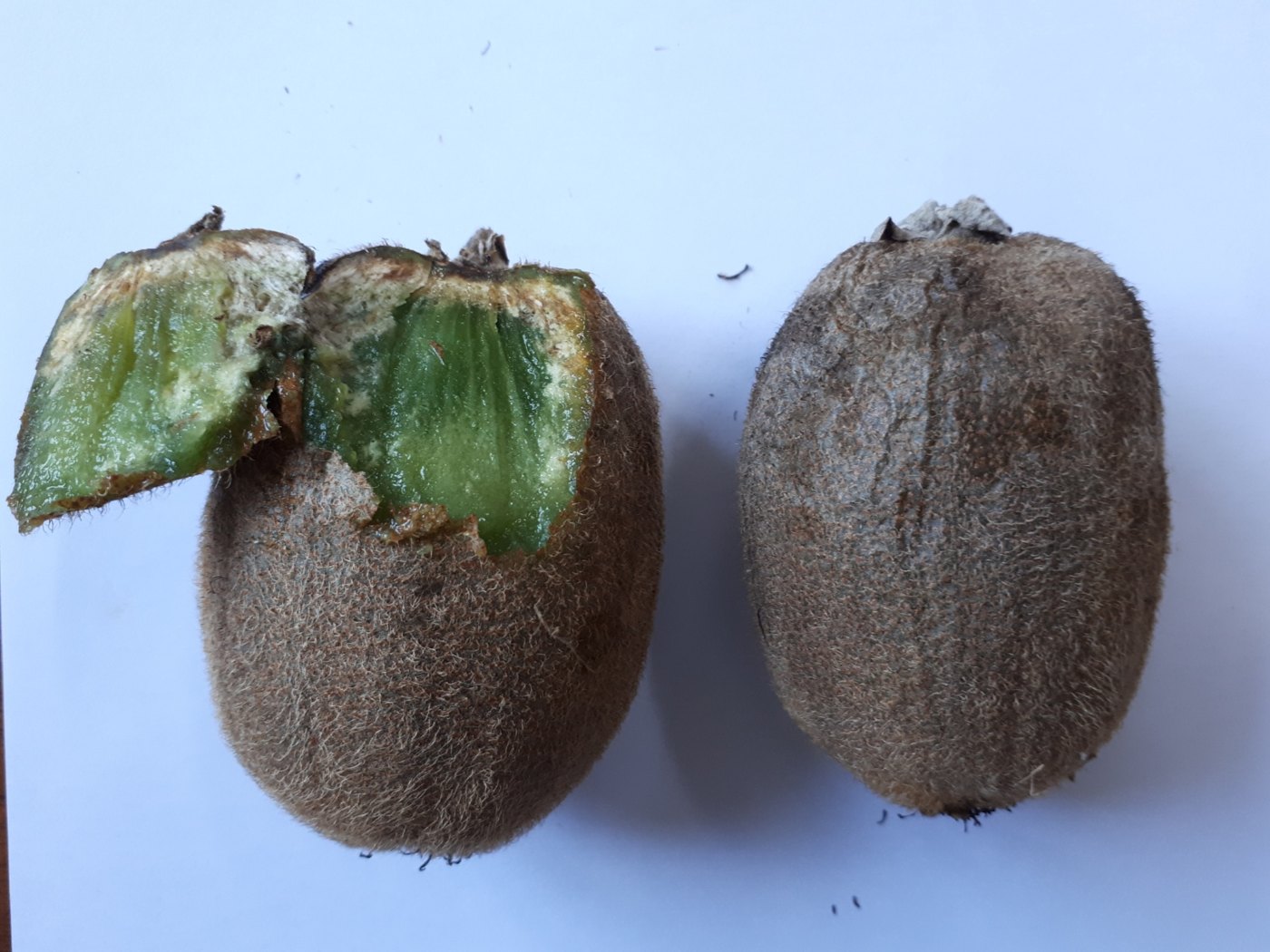 Kiwifruit with deformation and internal degradation of the flesh