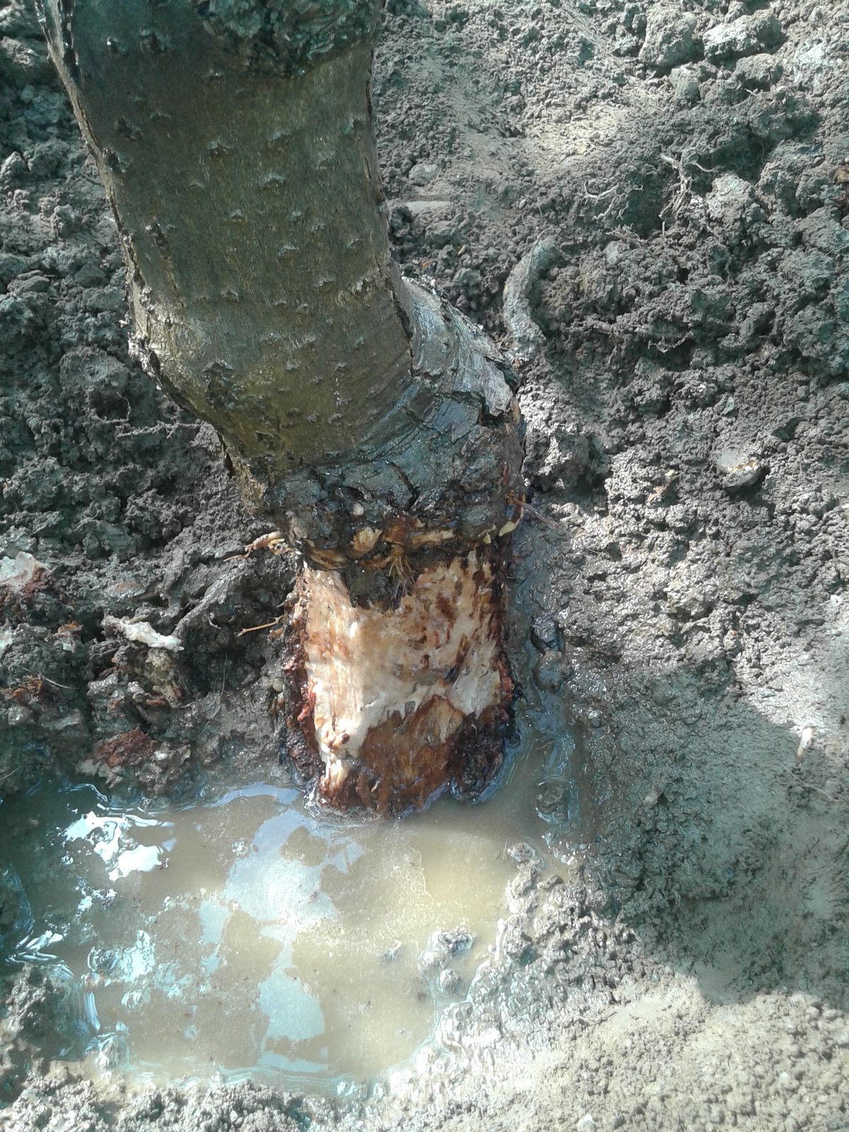 Infected kiwifruit trunk