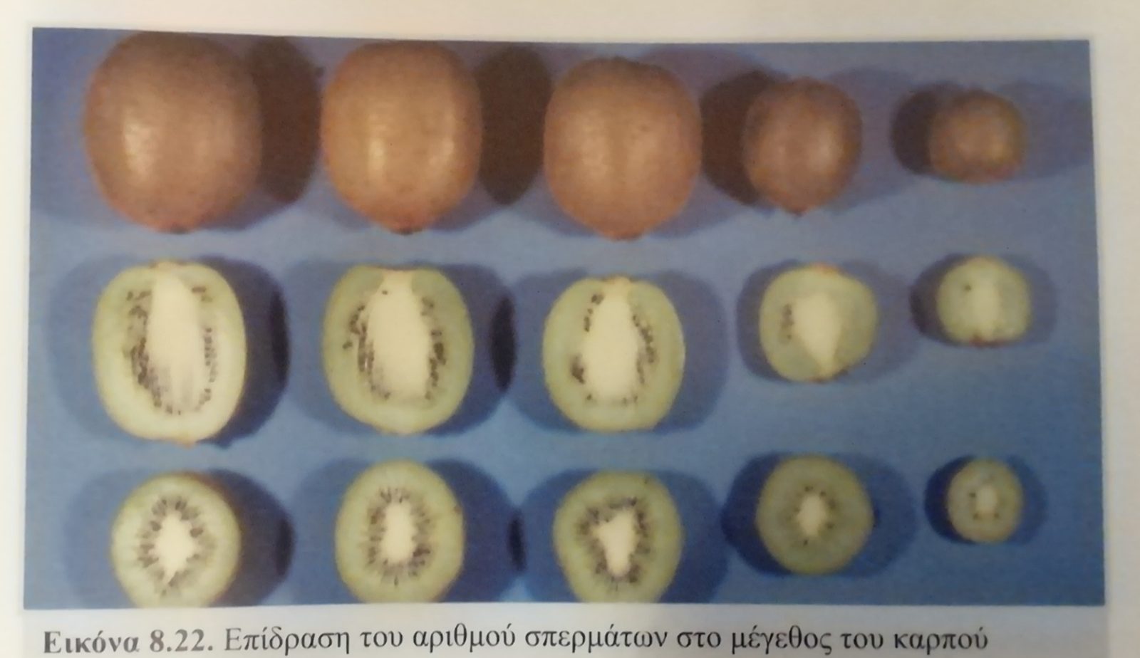 Καρποφόρος βλαστός ακτινιδιάς