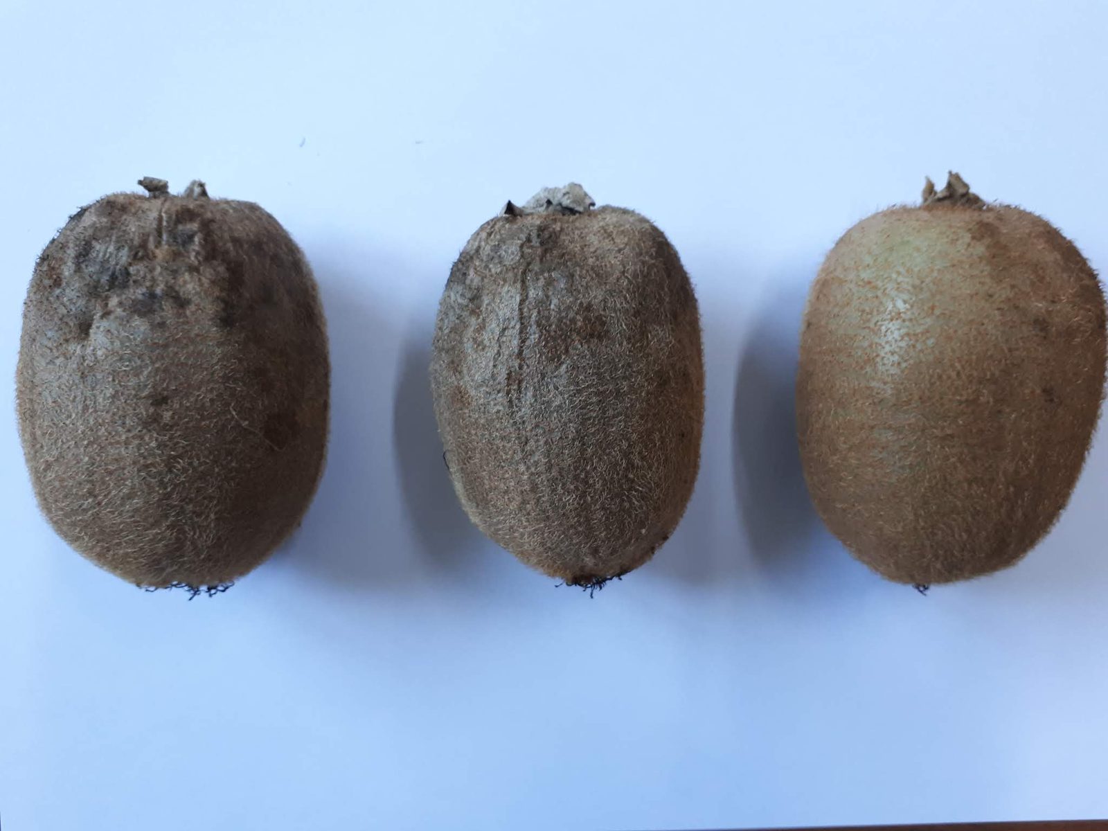Kiwifruit after attack by the stink bug