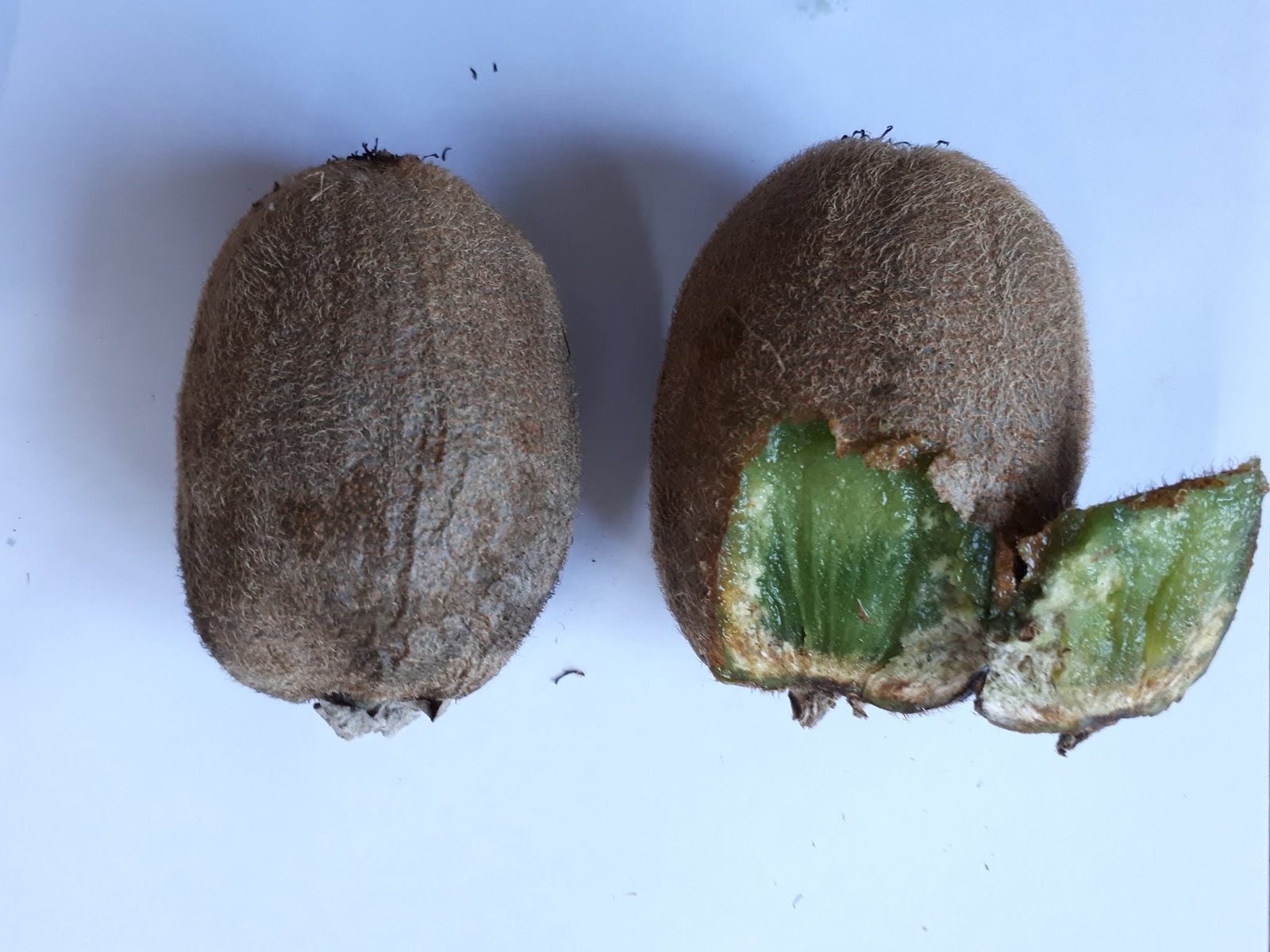 Internal damage in a kiwifruit caused by the stink bug
