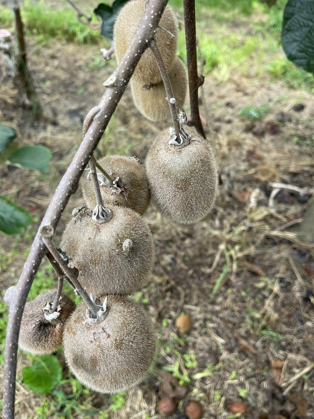 Early-instar brown marmorated stink bug nymphs on kiwifruit