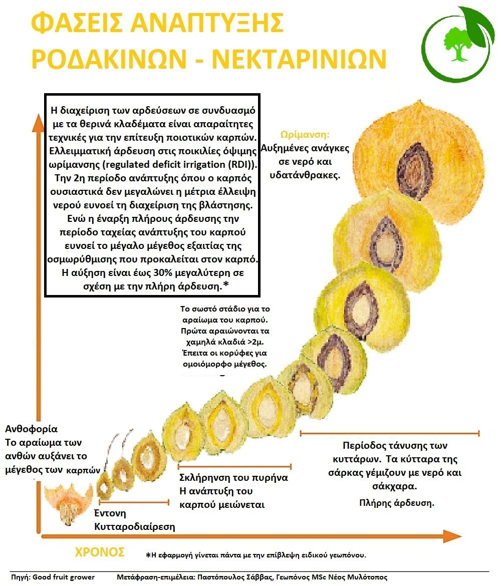 Η τεχνική της ελλειμματικής άρδευσης στην ροδακινιά και νεκταρινιά 
