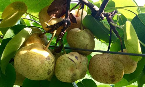 Deformed pears after attack by the insect