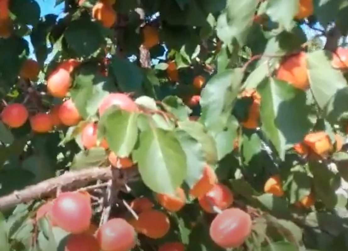 Ποικιλία βερικοκιάς Cebas Red