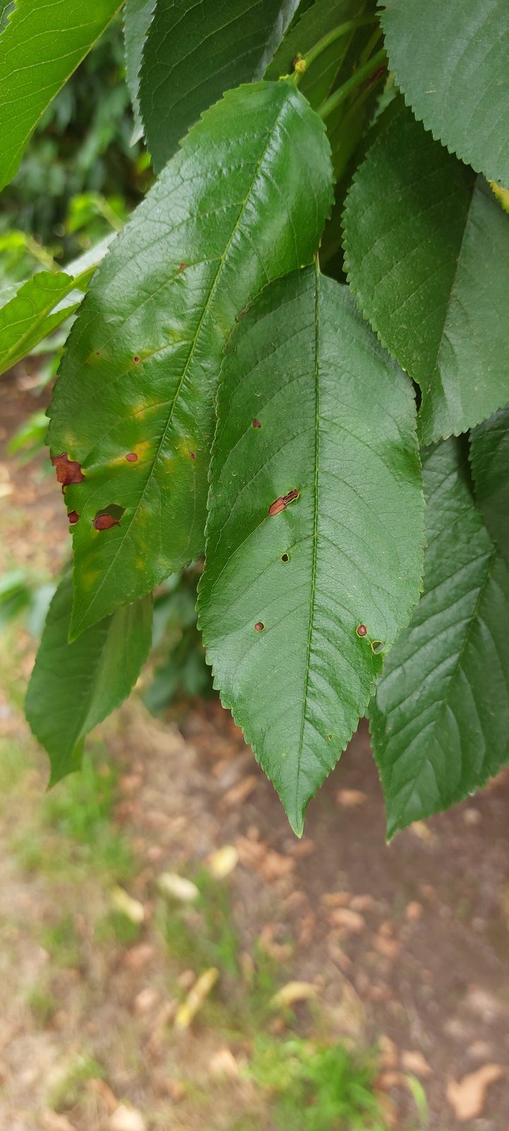 Φύλλο κερασιάς με συμπτώματα Cherry rasp leaf virus