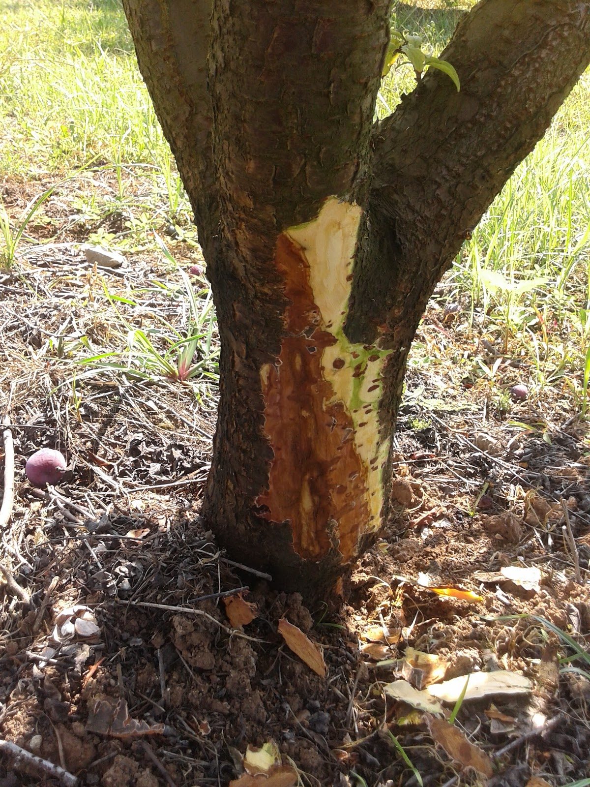 Infected plum trunk