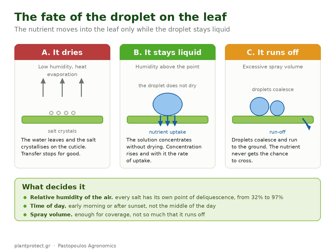 Diagram of the three fates of a spray droplet on the leaf surface, according to the relative humidity of the air