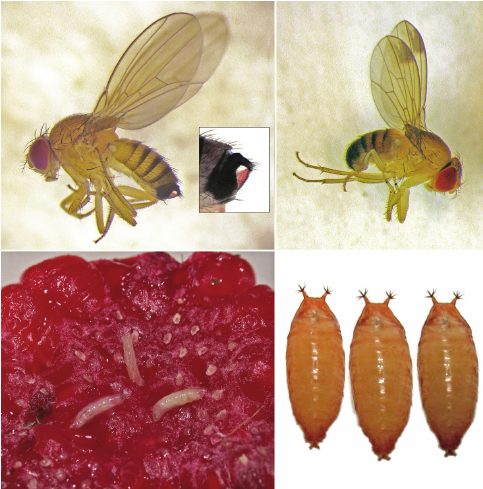 Drosophilla suzukii (matsumura) , Κηλιδόπτερη Δροσόφιλα