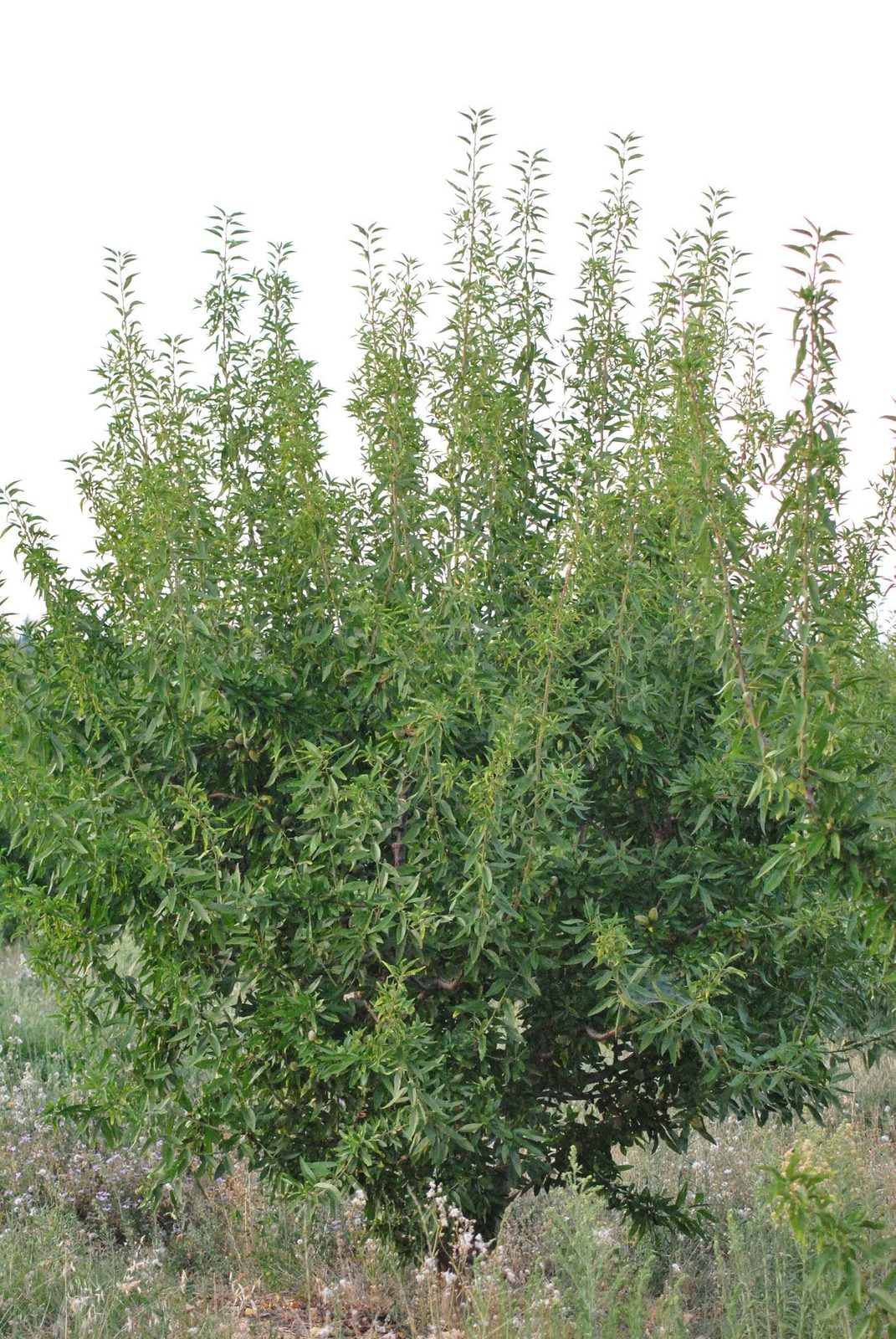 A young almond tree with vigorous vertical growth