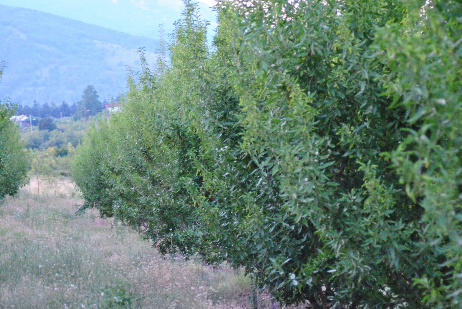 A row of almond trees in an orchard with a hill in the background