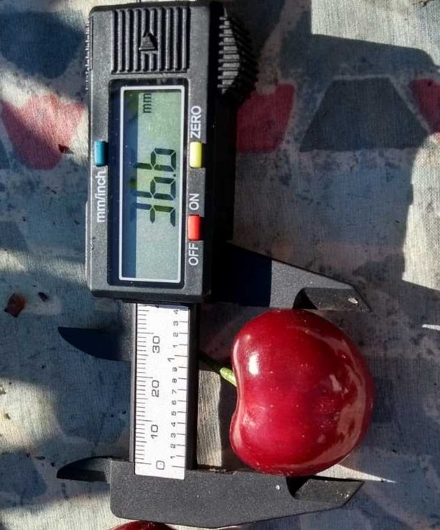 5 tips για μεγαλύτερα κεράσια