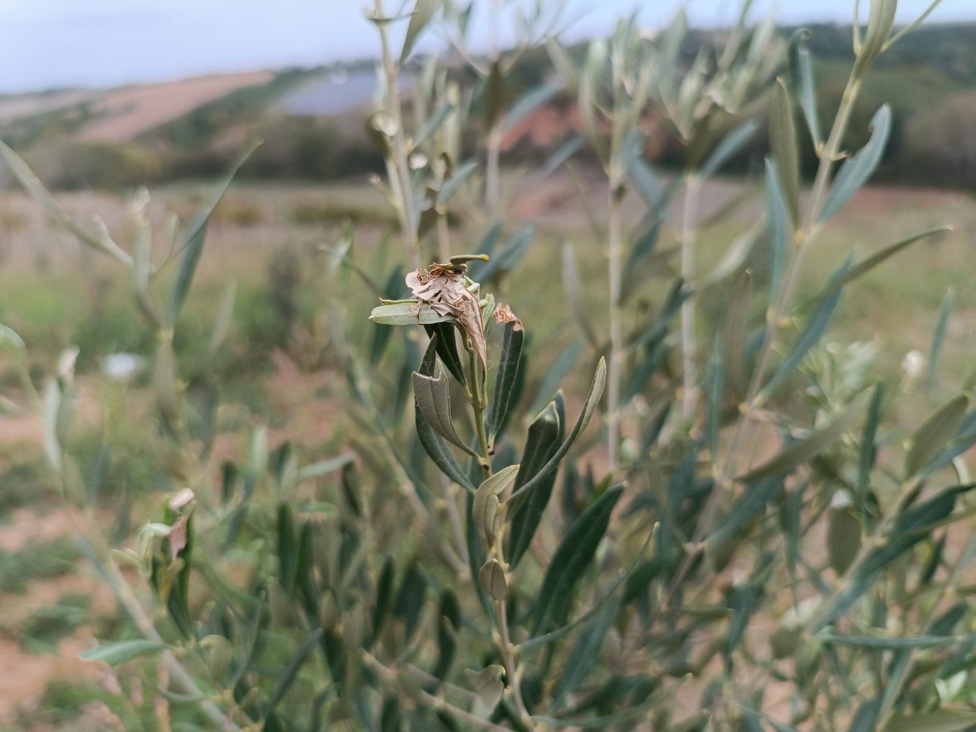 Olive shoot tip with dried twisted leaves and silken threads from the jasmine moth