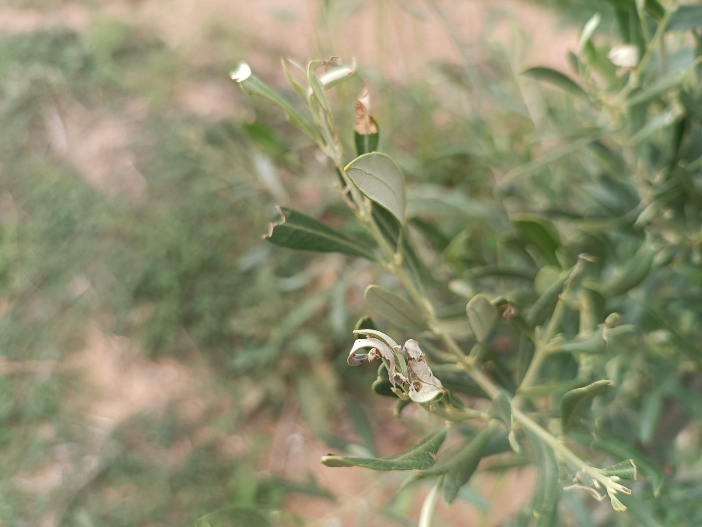 Second view of jasmine moth damage on young olive growth