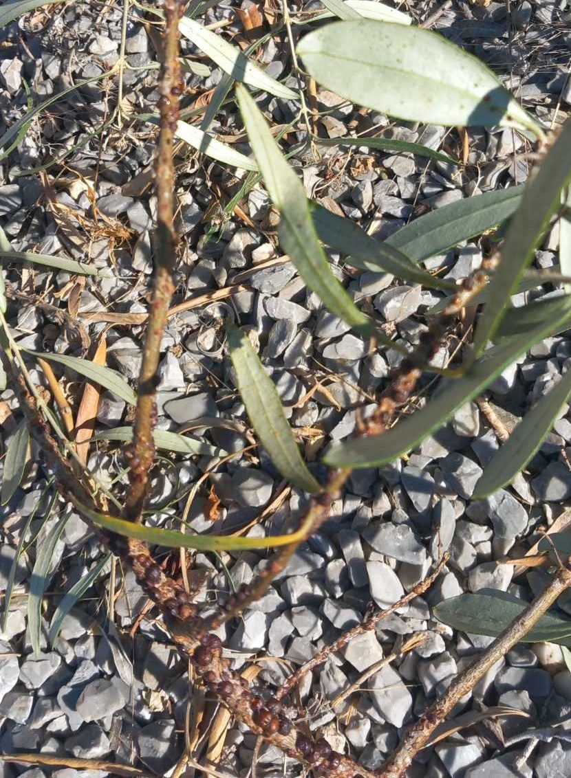 Dense colony of scale insects along a thin olive twig