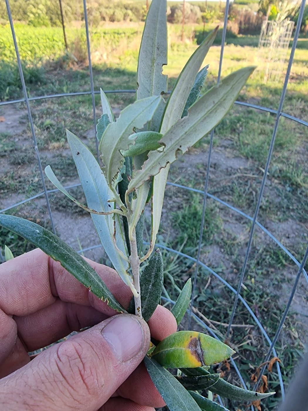 Semicircular notches on olive leaf margins caused by the olive fruit weevil