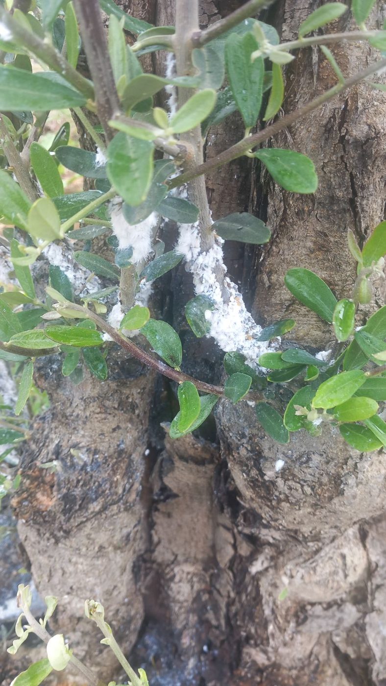 White waxy psyllid secretions on olive shoots