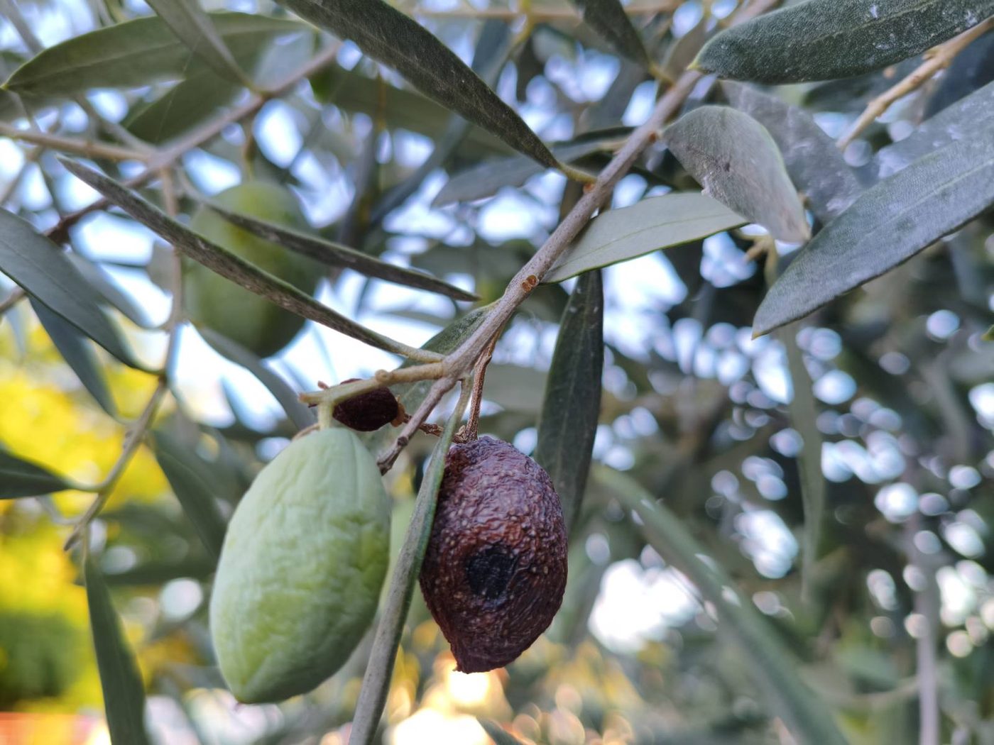 Olive diseases and pests: identification from symptoms, with a diagnostic tool