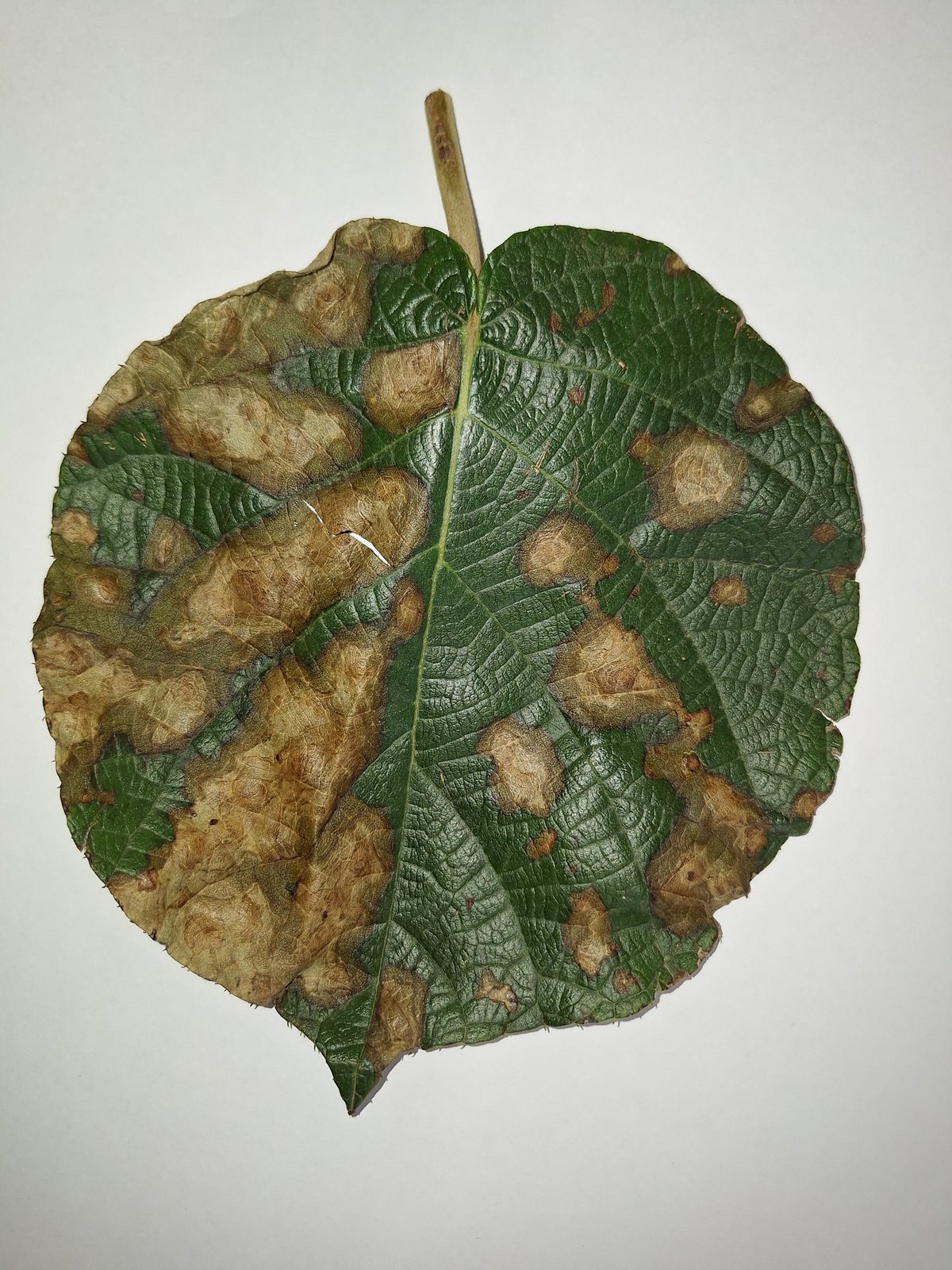 Kiwifruit leaves with severe scorch symptoms before falling