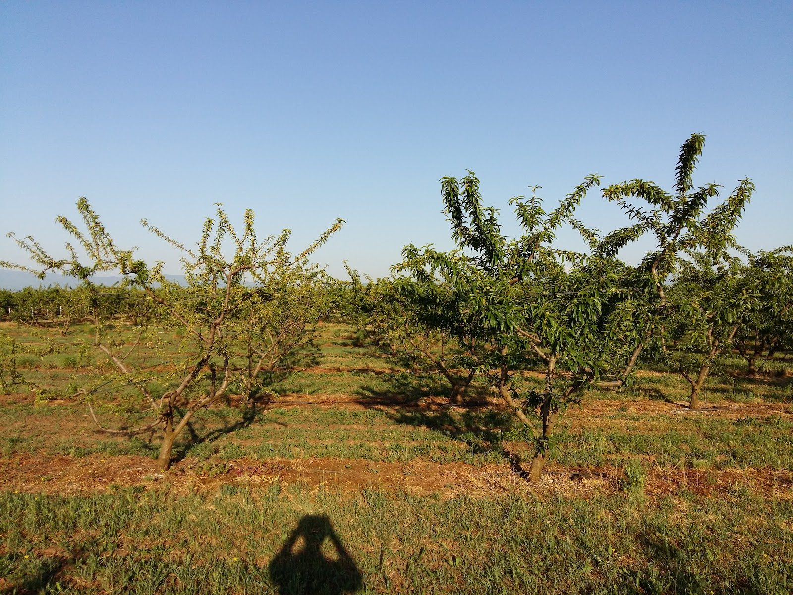 Phytophthora symptoms on the crown of a tree