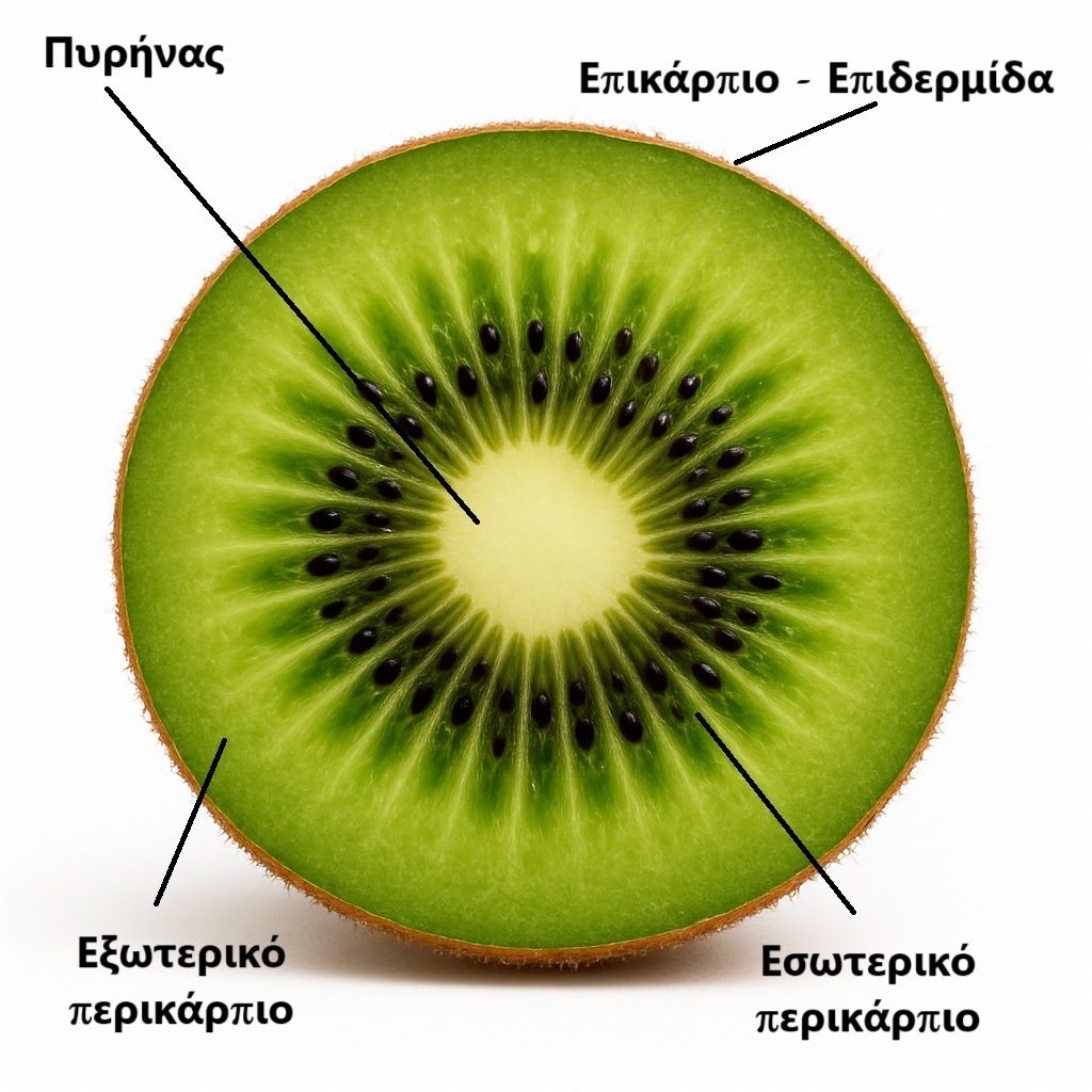 Η φυσιολογία των καρπών της ακτινιδιάς