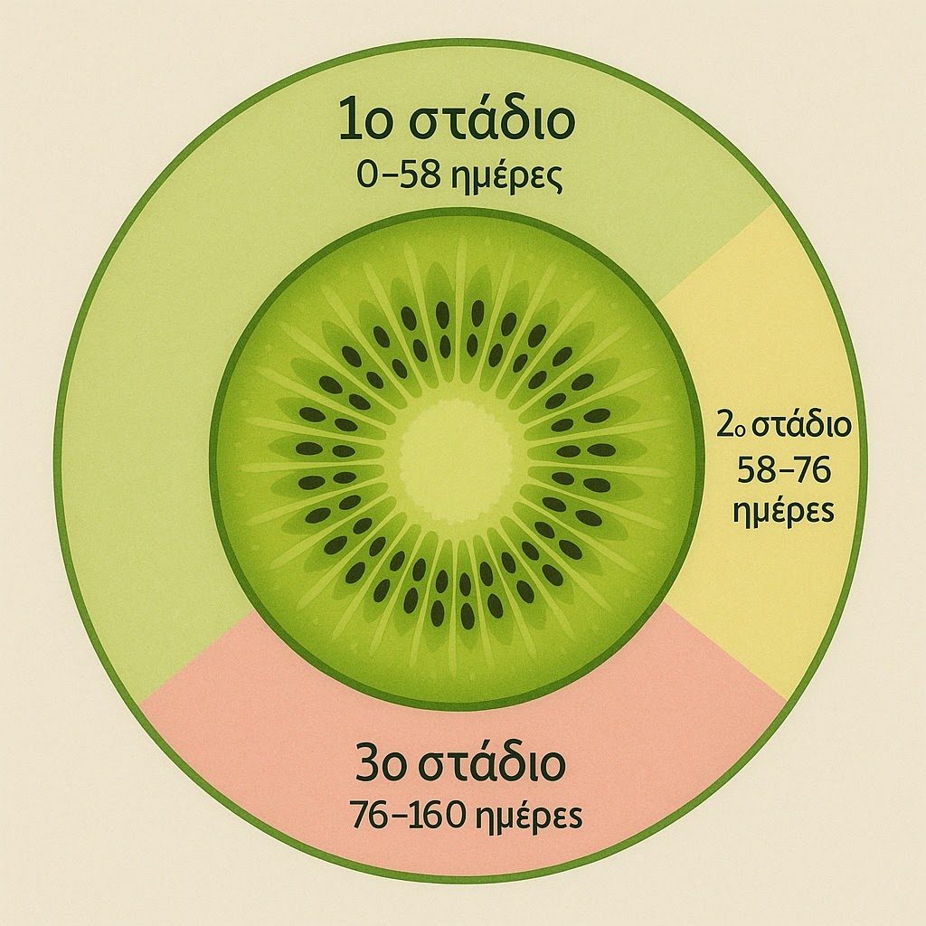 Diagram of the three growth stages of the kiwifruit after Hopping