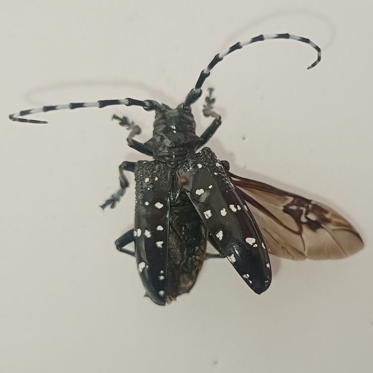 Anoplophora chinensis