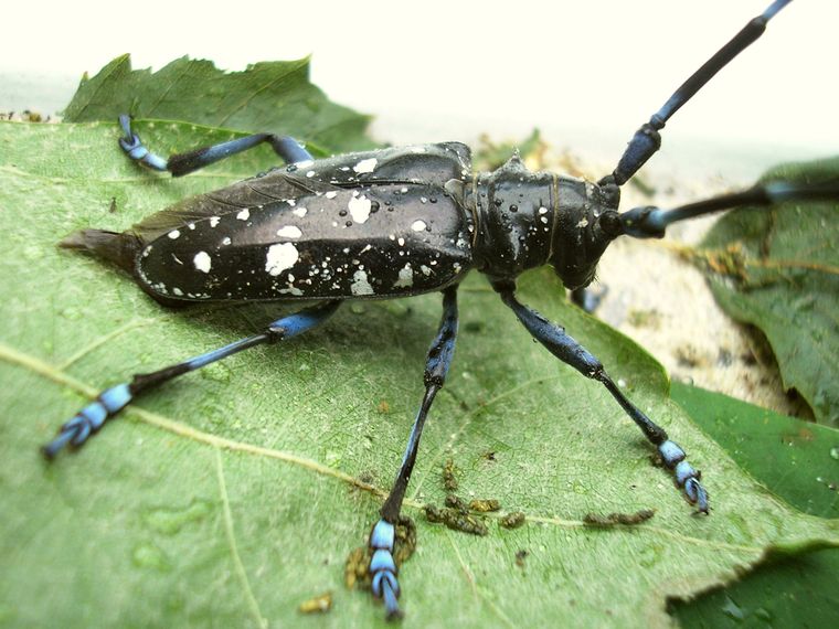 Anoplophora glabripennis