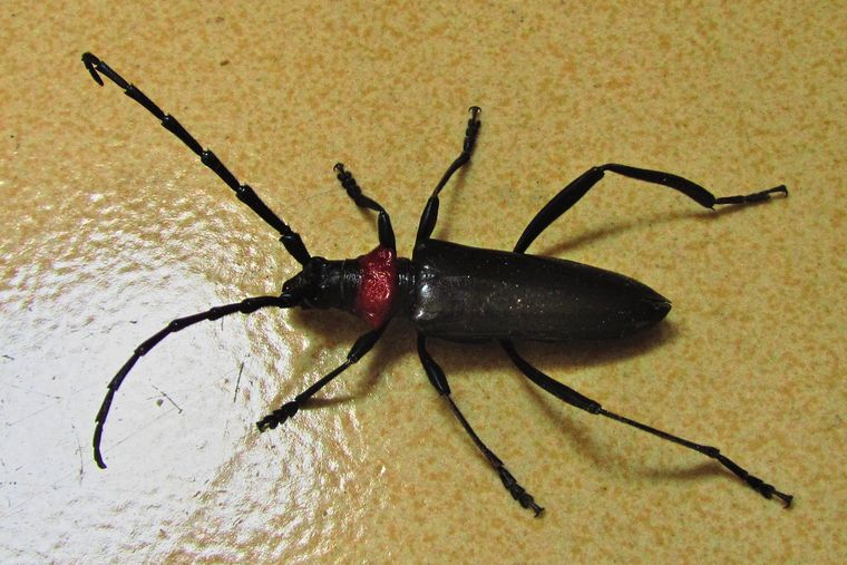 Aromia bungii