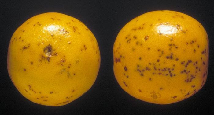 Phyllosticta citricarpa